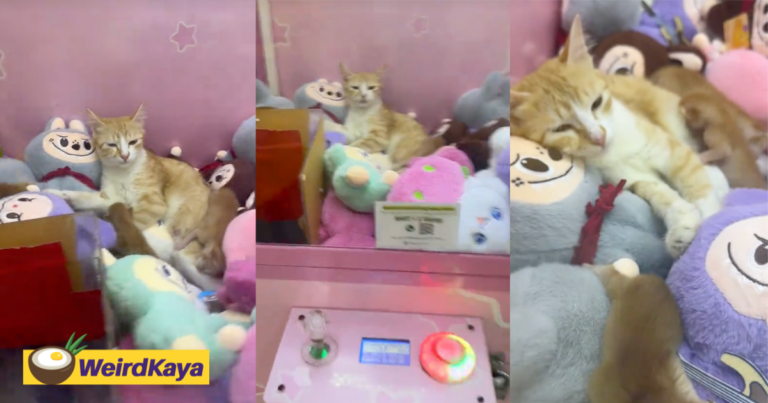 'limited edition' netizens amused to see oyen & kittens chilling